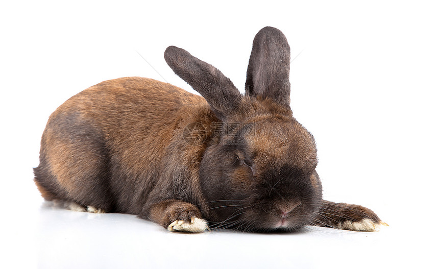 在白色背景上孤立的兔子宠物野兔毛皮耳朵乐趣胡须动物棕色图片
