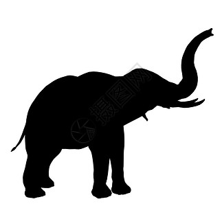 大象 说明 Silhouette动物园哺乳动物长毛插图剪影獠牙动物艺术背景图片