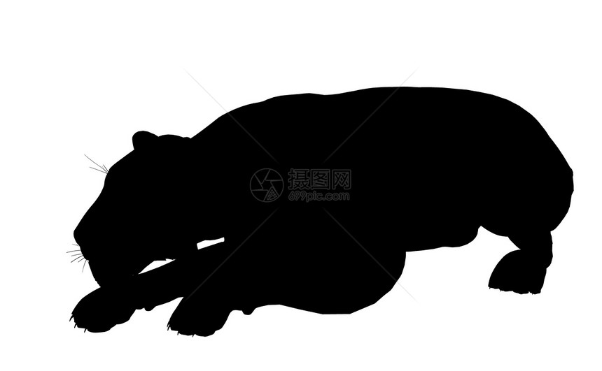 狮子说明Silhouette猎豹剪影艺术老虎插图图片
