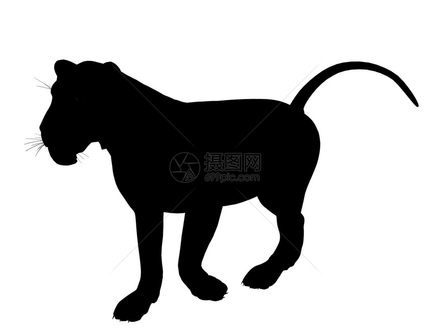 狮子说明Silhouette剪影猎豹艺术插图老虎图片