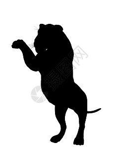 狮子剪影狮子说明Silhouette剪影插图老虎猎豹艺术背景