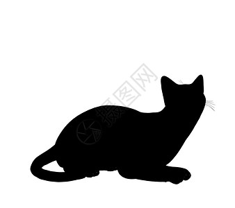 黑色祥云剪影Cat 说明黑色动物艺术剪影宠物插图猫科动物猫咪虎斑背景