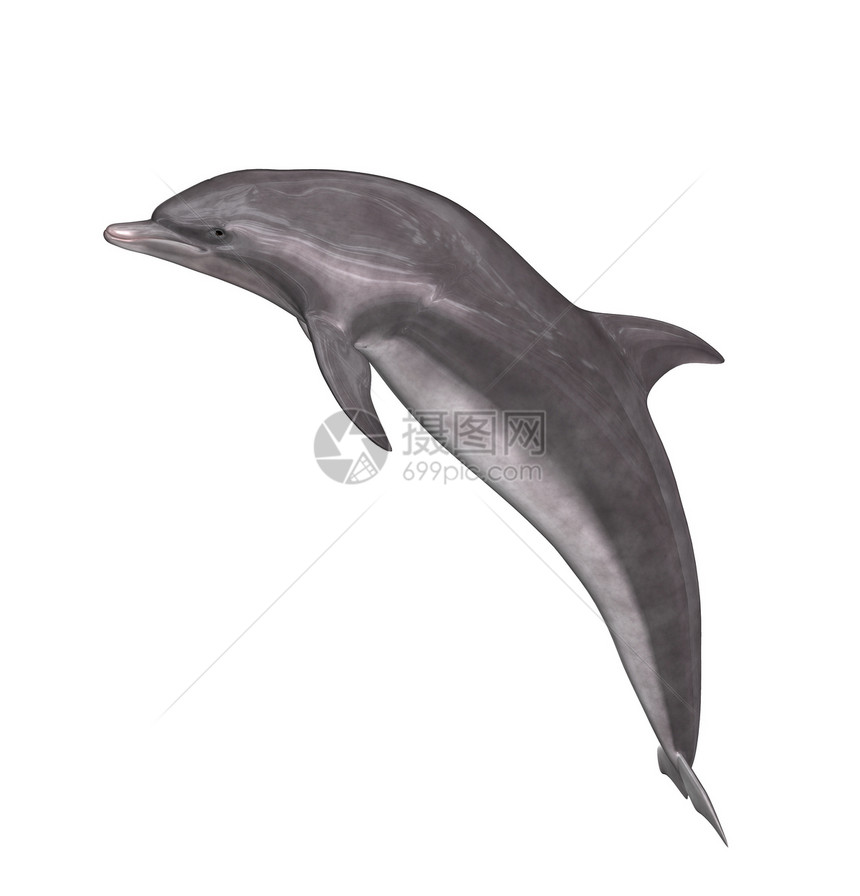 海豚哺乳动物游泳图片
