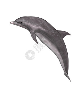 海豚哺乳动物游泳背景图片