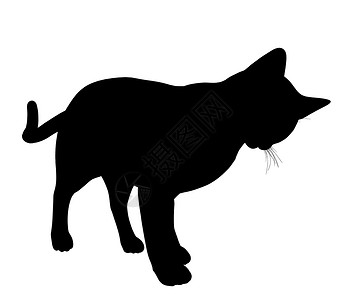 黑色猫咪剪影Cat 说明猫咪剪影动物艺术黑色虎斑插图猫科动物宠物背景