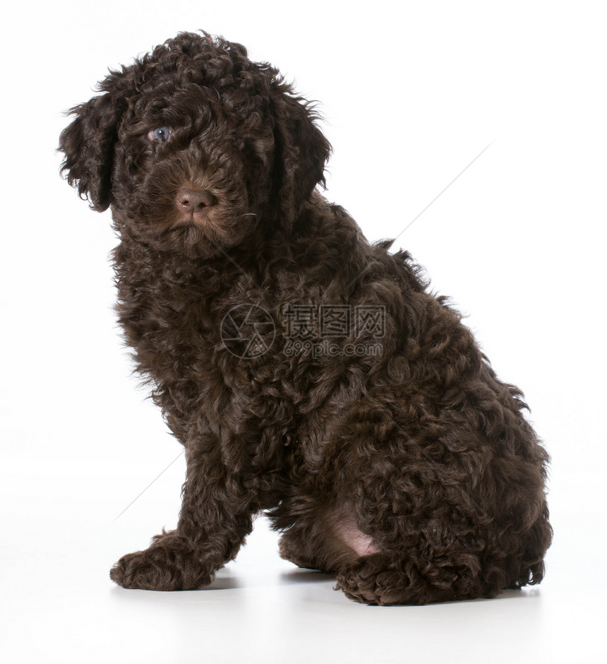 可爱的小狗犬类黑色卷曲宠物动物白色图片