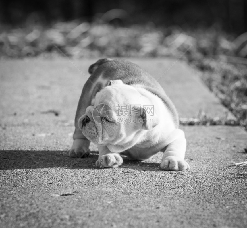 英国斗牛犬小狗动物斗牛犬犬类垃圾图片