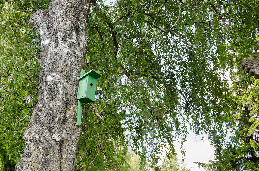 Birch树干上挂在鸟巢中图片