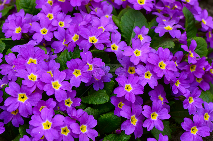 背景背景的花状圆柱形季节花束叶子花瓣摄影植物花园紫色园艺宏观图片
