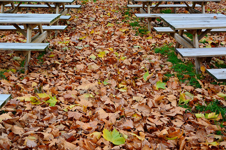 秋天空啤酒花园咖啡馆餐厅桌子树叶木头露天公园长凳背景图片