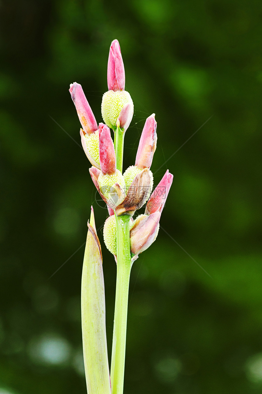 Canna 花种种子图片