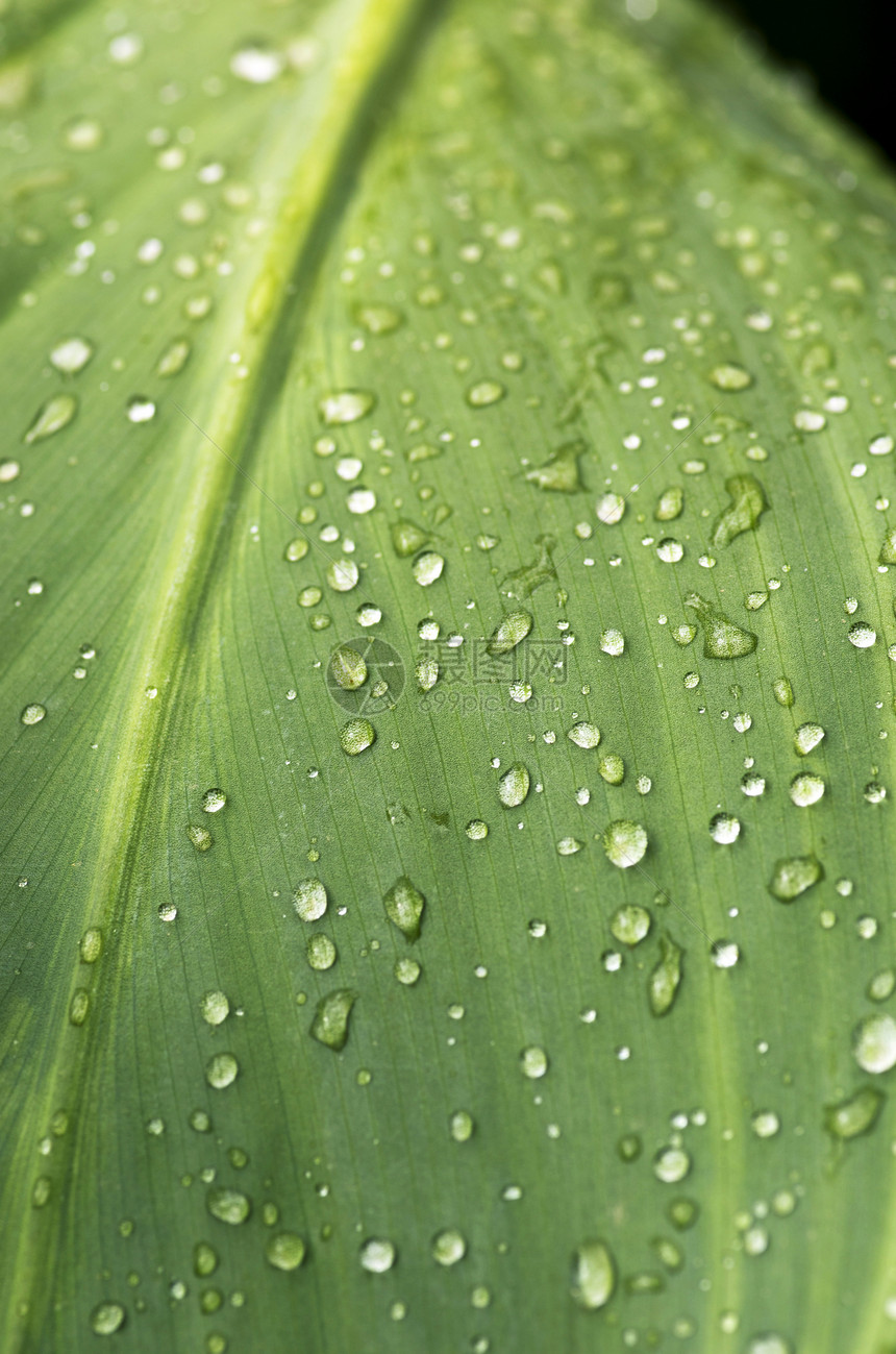 草和露地抽象背景植物群草本植物宏观光合作用草地城市生态叶子花园季节图片