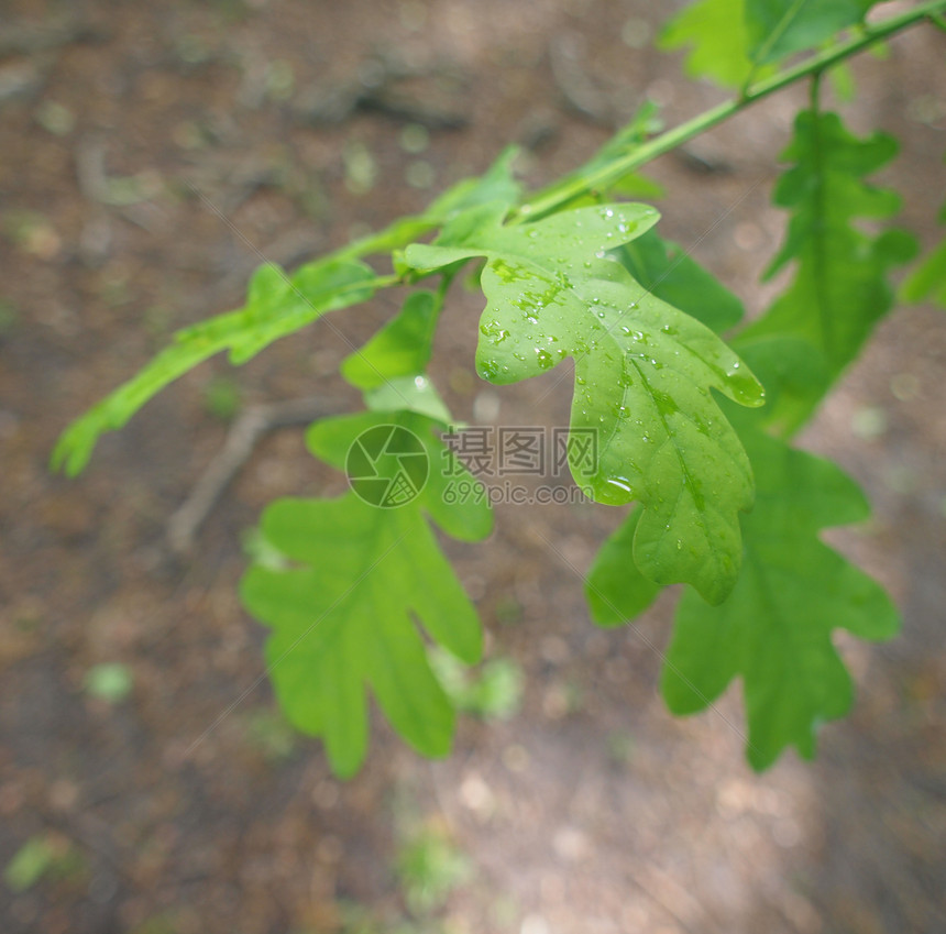 橡树叶植物群植被绿色植物树叶叶子图片
