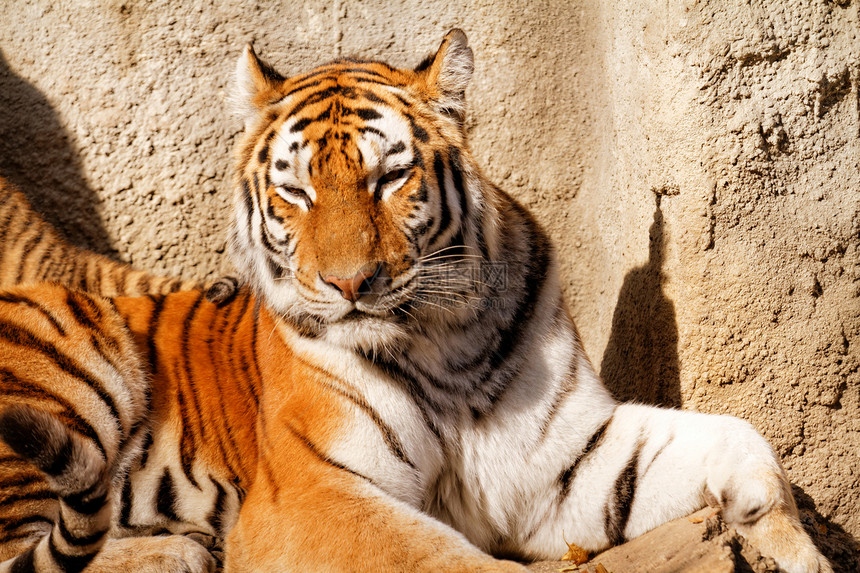 老虎妈妈猫科头发宠物动物园女性丛林野生动物哺乳动物动物毛皮图片