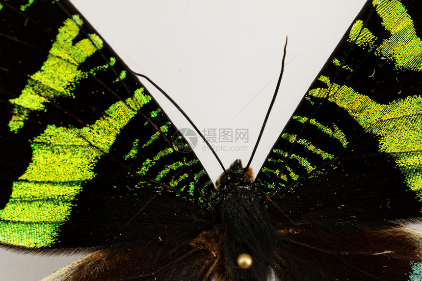 蝴蝶黑色漏洞绿色动物天线宏观白色漩涡墙纸昆虫图片