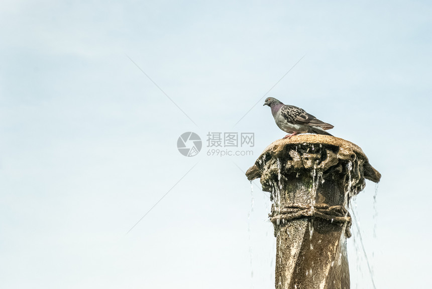 喷泉柱上的鸽子天空喷泉休息动物土地动物群城市阳光荒野阴影图片