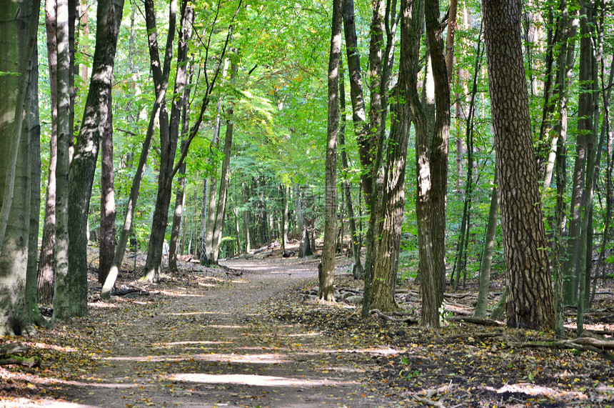 秋天的森林分支机构风景生态树叶树木人行道小路木头黄色阳光图片