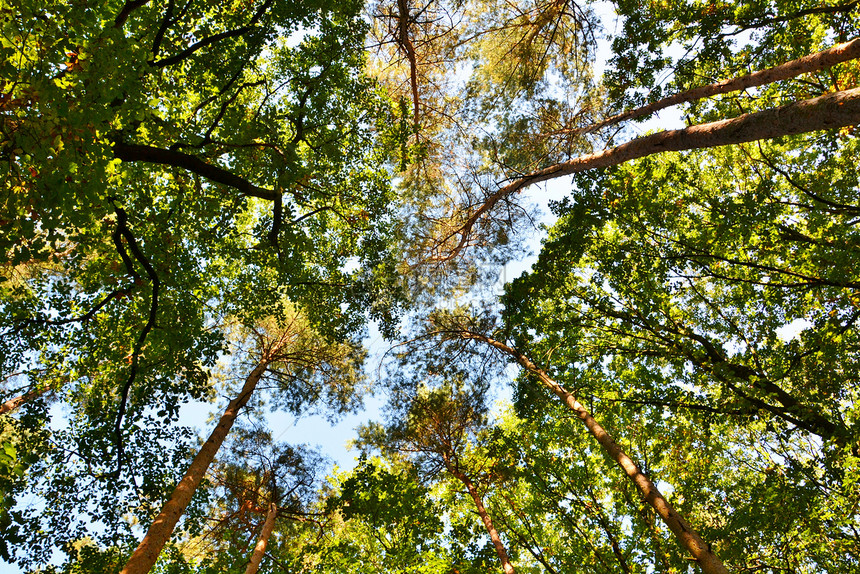 秋天的森林植物群太阳黄色树叶绿色环境小路生态木头阴影图片