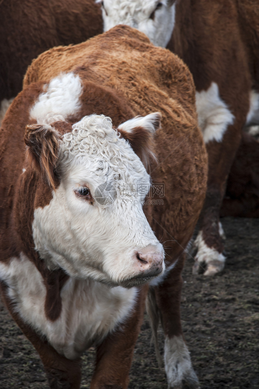 牧牛群在巴塔哥尼亚的牧场放牧宠物农业哺乳动物场景城市农场团体奶牛动物乡村图片