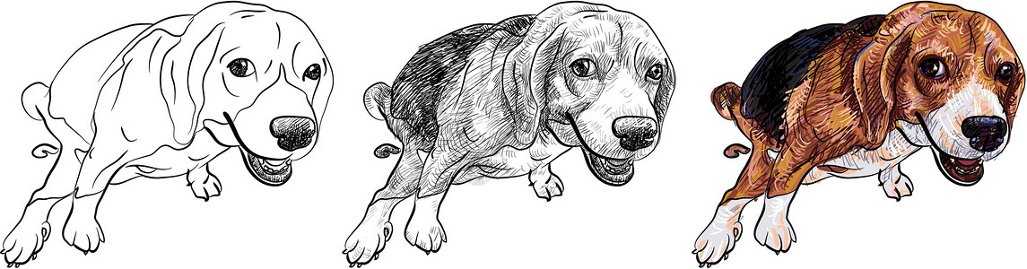 便便旁观 beagle宠物姿势厌恶动物绘画船尾犬类棕色草图小狗设计图片
