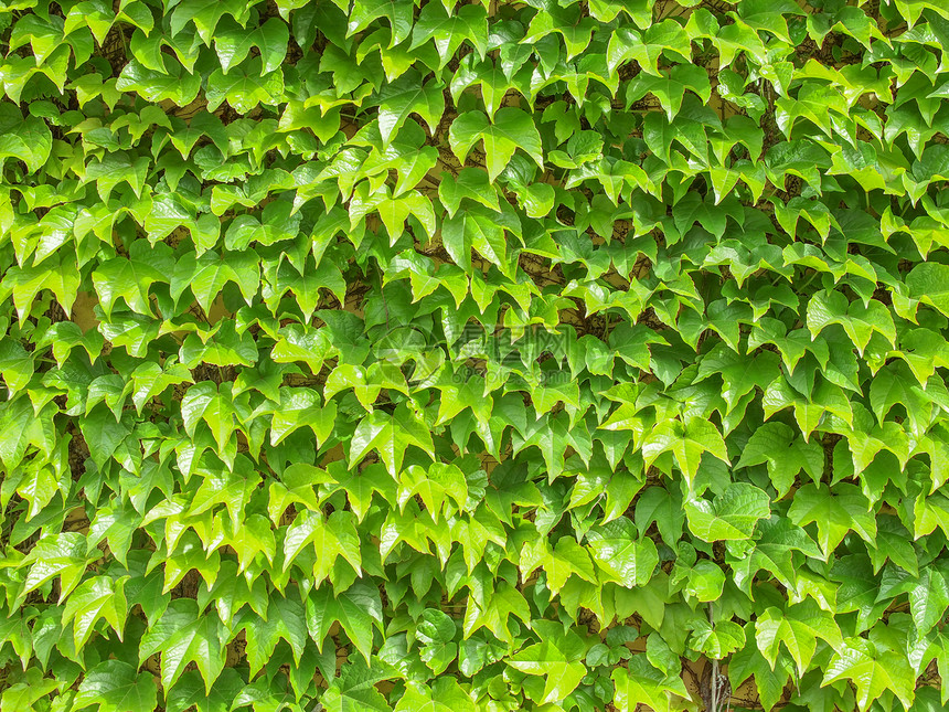 藤叶材料绿色植物植被植物绿色树叶图片