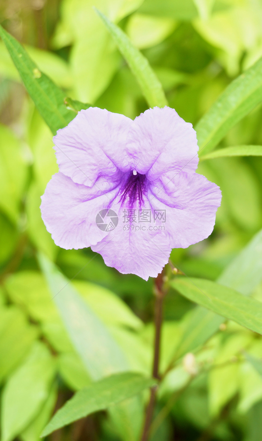 紫罗兰花花植物植物群绿色紫色香玉叶子图片
