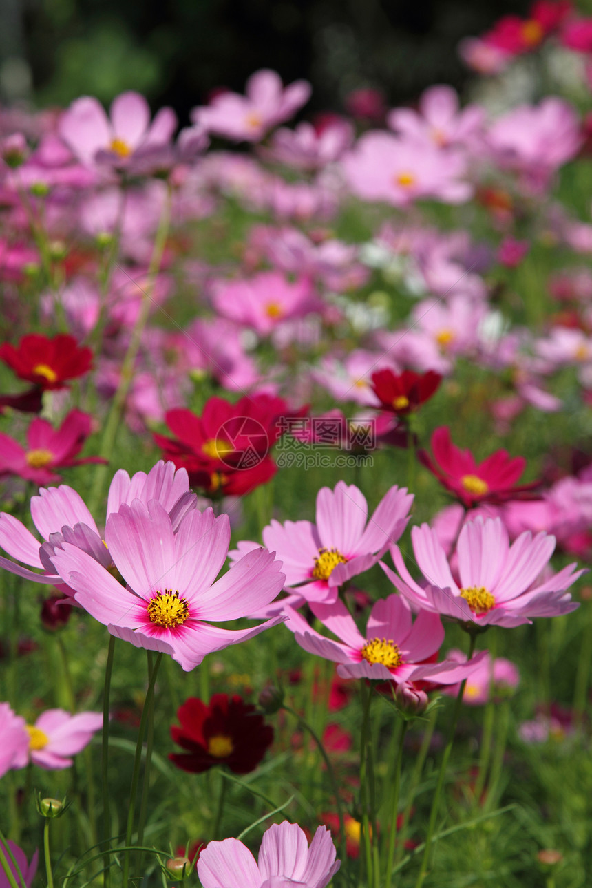 粉粉宇宙花朵粉色绿色植物植物群花园农村紫色场地荒野图片