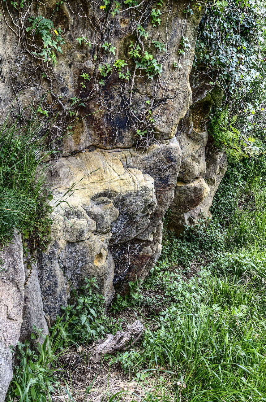 岩石纹理石头绿色森林图片