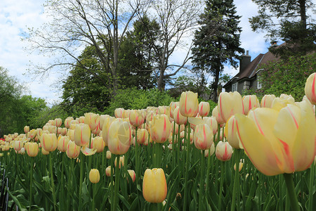 000朵花开加拿大图利普节2726背景