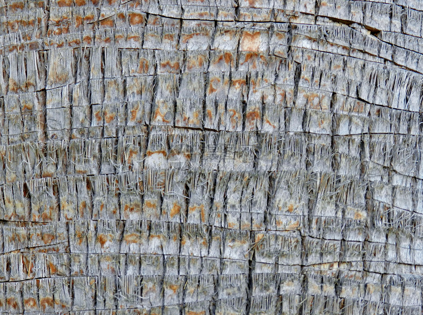 棕榈树树树皮纹理木头材料棕榈图片