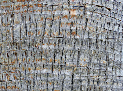 棕榈树树树皮纹理木头材料棕榈背景图片