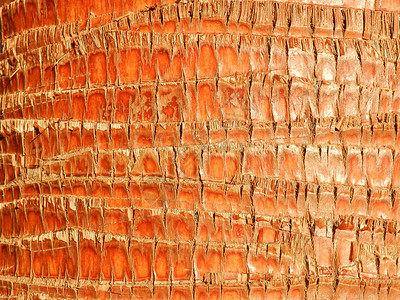 棕榈树树树皮纹理木头棕榈材料高清图片