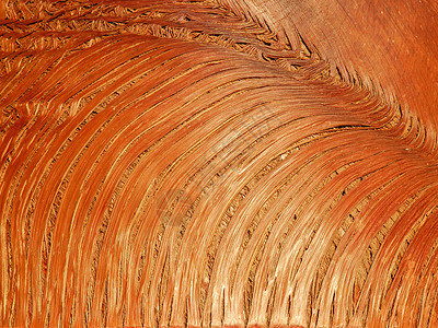 棕榈树树树皮纹理木头材料棕榈背景图片