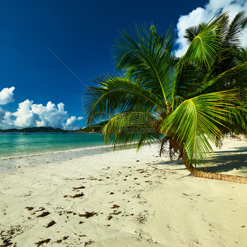 塞舌尔美丽的海滩 有棕榈树情调风景荒野海洋热带异国天空海景海岸线假期图片