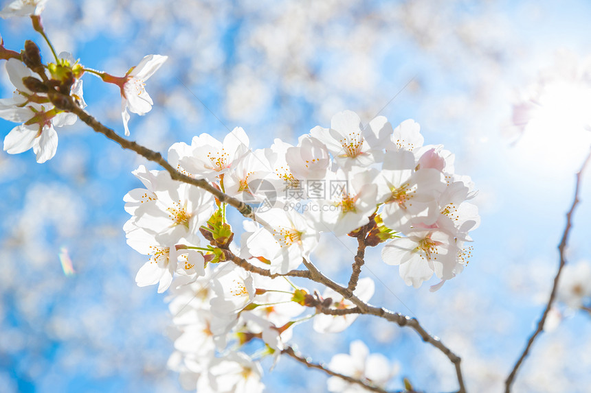 樱花盛开新生花园光束直流电节日季节时间晴天太阳阳光图片