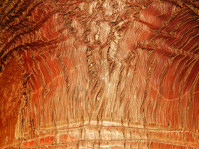 棕榈树树树皮纹理材料木头棕榈背景图片