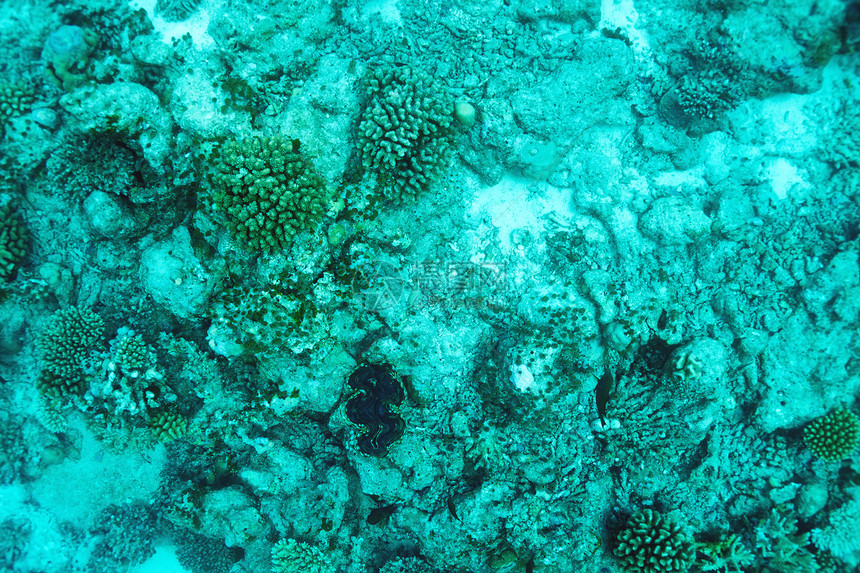 马尔代夫的珊瑚礁珊瑚假期海上生活呼吸管荒野热带野生动物情调浮潜动物图片