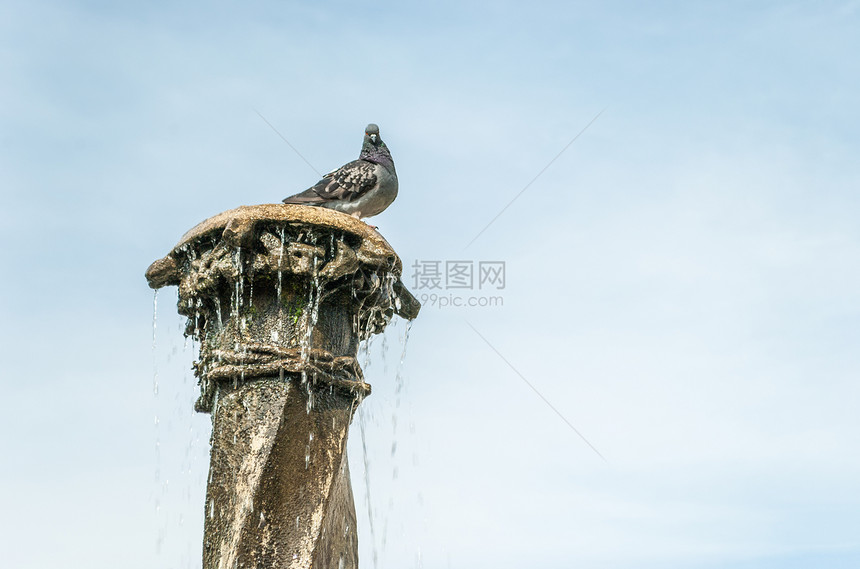 喷泉柱上的鸽子阳光天空手表阴影动物荒野生活喷泉柱子土地图片