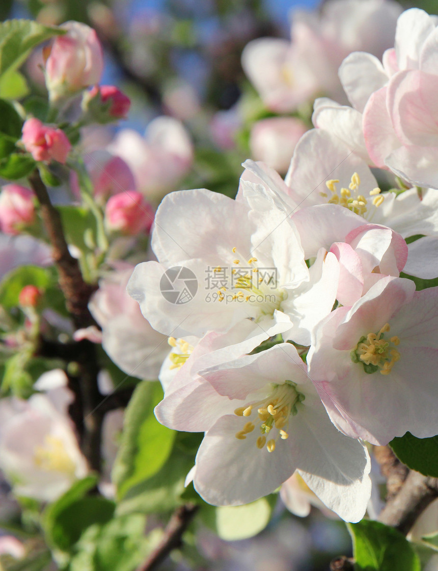 春天的苹果花花园园艺花瓣季节日落生长环境芳香宏观叶子图片