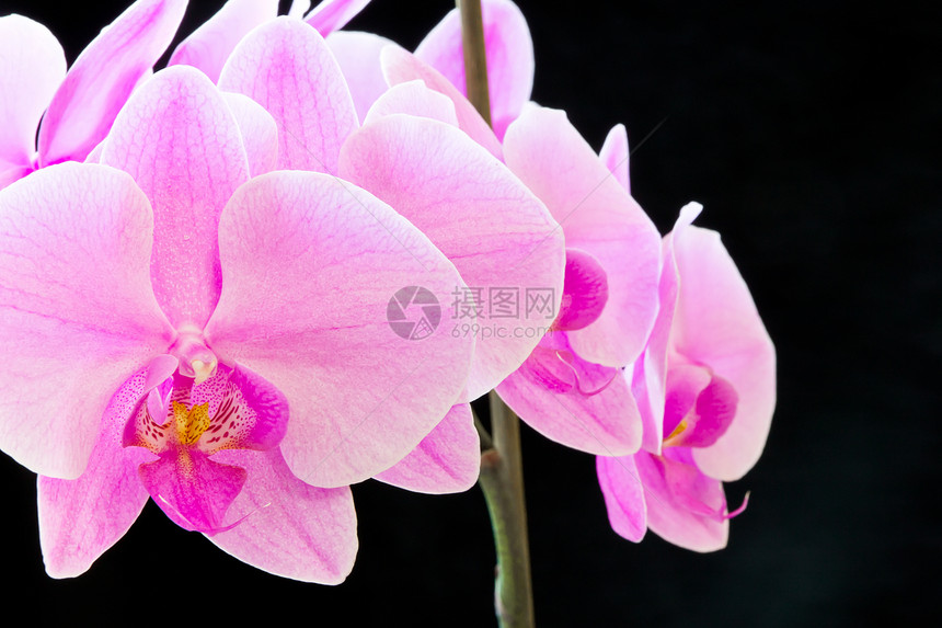 粉红色兰花情调植物学紫色粉色植物花瓣异国图片
