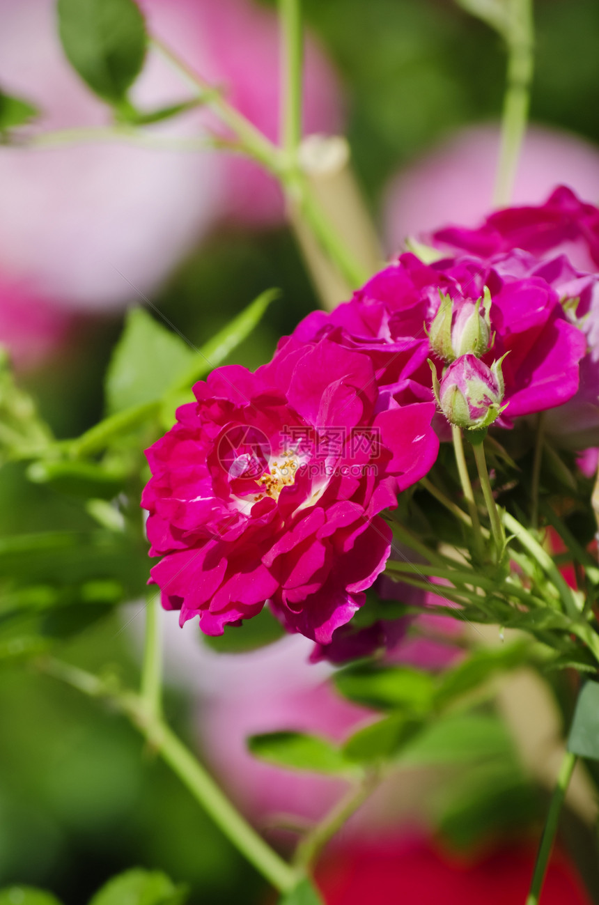 玫瑰花花园艺玫瑰花园植物群叶子图片