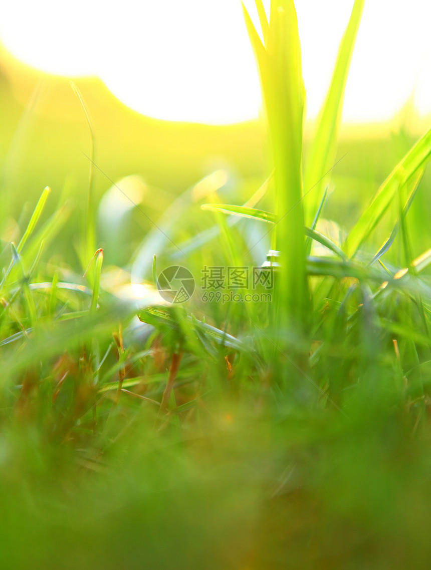 绿草植物季节绿色花园草地场地植物群生长风景草本植物图片