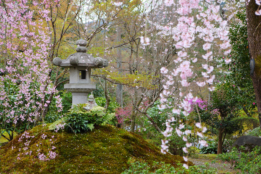 日本公园 有sakura树图片