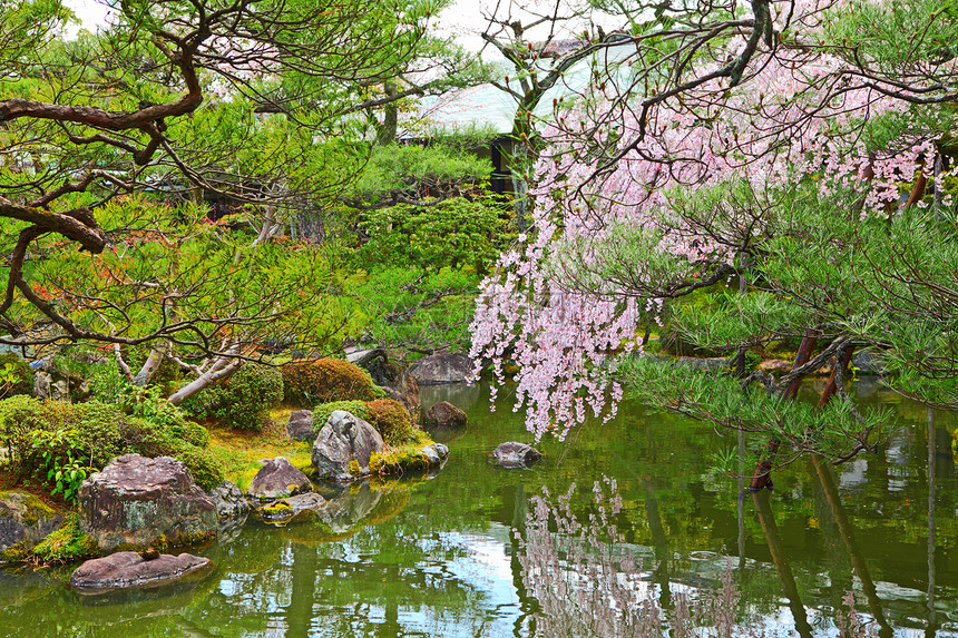 日本菜园 有sakura树图片