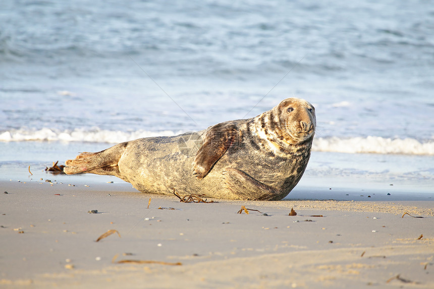 海滩上的灰海豹水平海豹哺乳动物公章褐色海洋图片