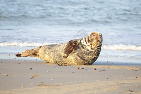 海滩上的灰海豹水平海豹哺乳动物公章褐色海洋背景图片