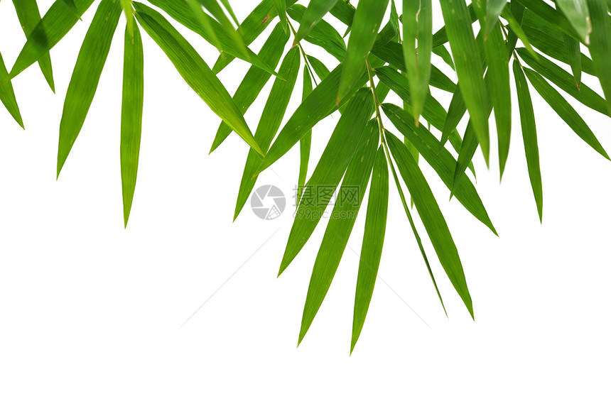 竹叶叶叶子绿色框架植物白色竹叶图片