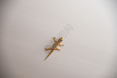 Gecko 壁岩爬虫栖息蜥蜴棕色壁虎高清图片