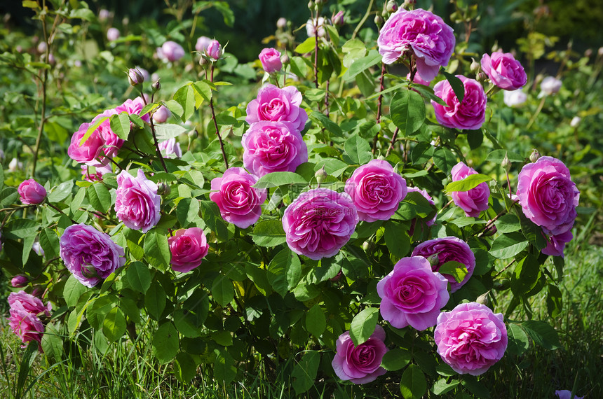 玫瑰花花园艺花园叶子植物群玫瑰图片