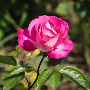 玫瑰花花植物群叶子玫瑰园艺花园背景图片